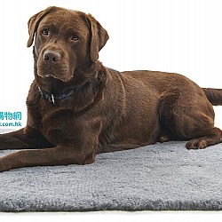 Kruuse Vet Bed 寵物透氣疏水床墊 (66x51cm) (寵物用品)