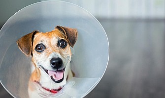 醫護飼養貼士-絕育