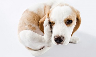 耳部感染的季節來到? Is It Ear-Infection Season Already?