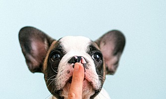 醫護飼養貼士-成長階段