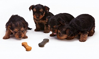 醫護飼養貼士-社交／和其他寵物共處