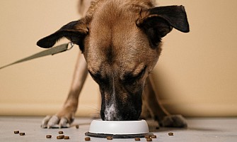 醫護飼養貼士-餵飼貼士