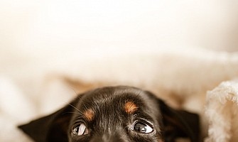 醫護飼養貼士-一般健康情況