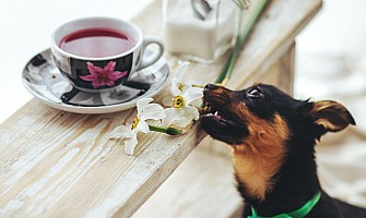 醫護飼養貼士-打造安全的家