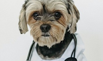 醫護飼養貼士-防疫注射及基本預防