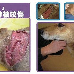 L' Amar Derma Vet 「草霸」百搭療傷膏 20g 