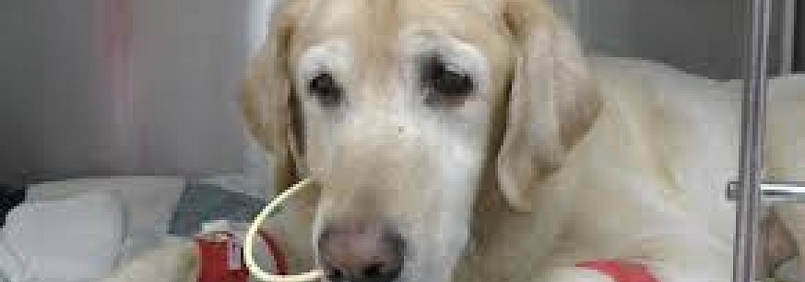 餵⻝導管的護理- Feeding Tube Care