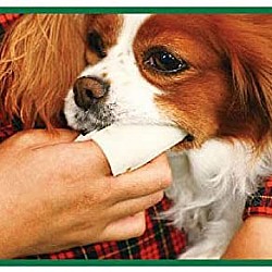 「日本直送」Lion Petkiss 獅王寵物用牙刷 波浪形手指套牙布  細長型 寵物用 2片裝 Made in Japan