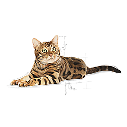 Royal Canin Cat Bengal Adult 豹貓成貓專屬配方 2公斤