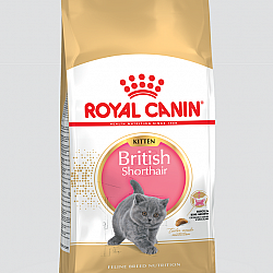 Royal Canin Kitten British Shorthair 英國短毛貓 幼貓配方10kg