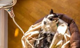 吊⽪下⽔的技巧- Subcutaneous Fluids