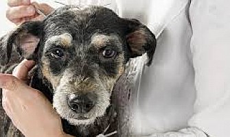 甚麼是中醫獸醫學 (TCVM)？What is Traditional Chinese Veterinary Medicine