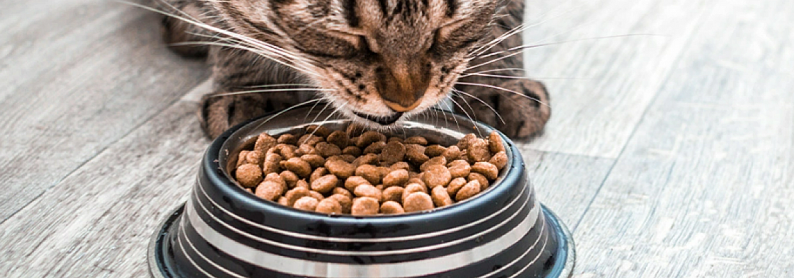 選擇乾糧還是濕糧? 貓貓肯食才是重點!