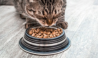 選擇乾糧還是濕糧? 貓貓肯食才是重點!