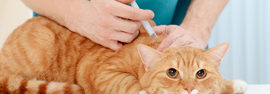 貓貓的預防醫學-General Preventative Medicine for Cats