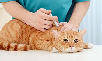 貓貓的預防醫學-General Preventative Medicine for Cats