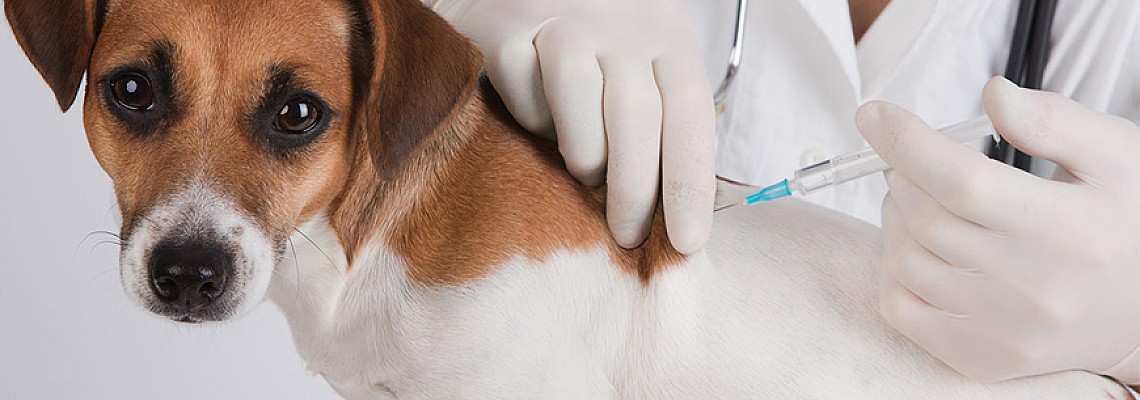 狗狗的預防醫學-General Preventative Medicine for Dogs