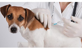 狗狗的預防醫學-General Preventative Medicine for Dogs