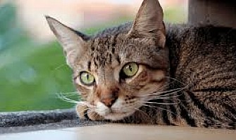 貓科尿道阻塞-Feline Urethral Obstruction