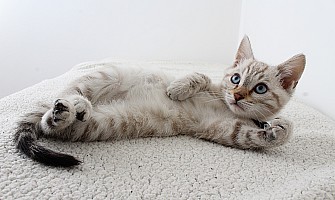 醫護飼養貼士-新手基本購物清單