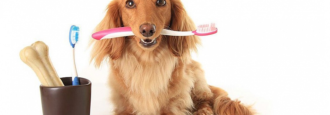 寵物的口腔及牙齒健康