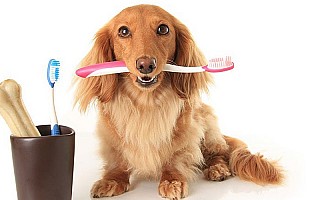 寵物的口腔及牙齒健康