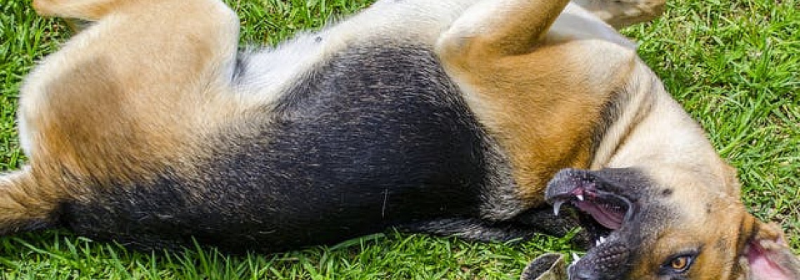 甚麼是癲癇？ What is Seizures