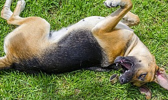 甚麼是癲癇？ What is Seizures